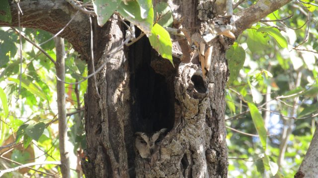 A sceptical Indian scops owl at Kanha National Park