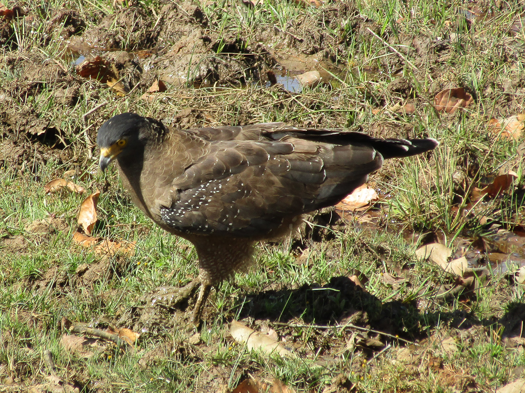 A crested serpent eagle