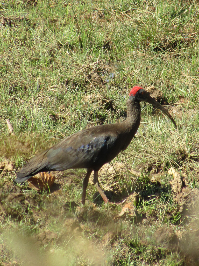 A red-naped ibis at Kanha