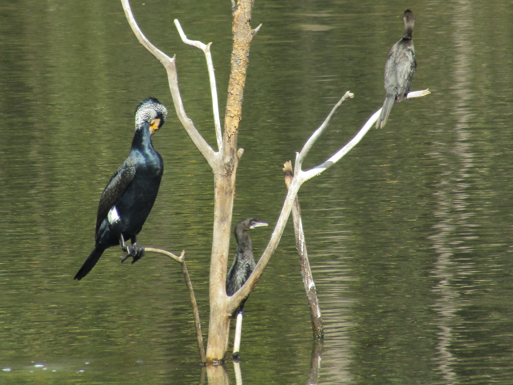 A great cormorant and a couple of little cormorants