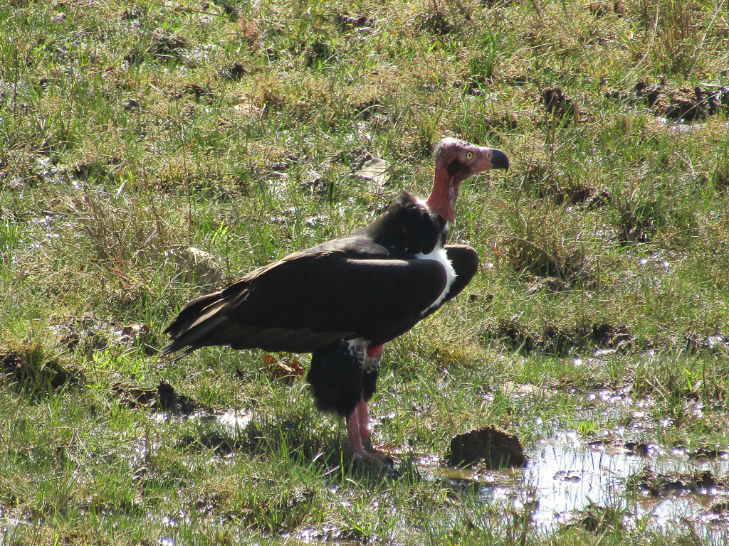 The globally threatened red-headed vulture