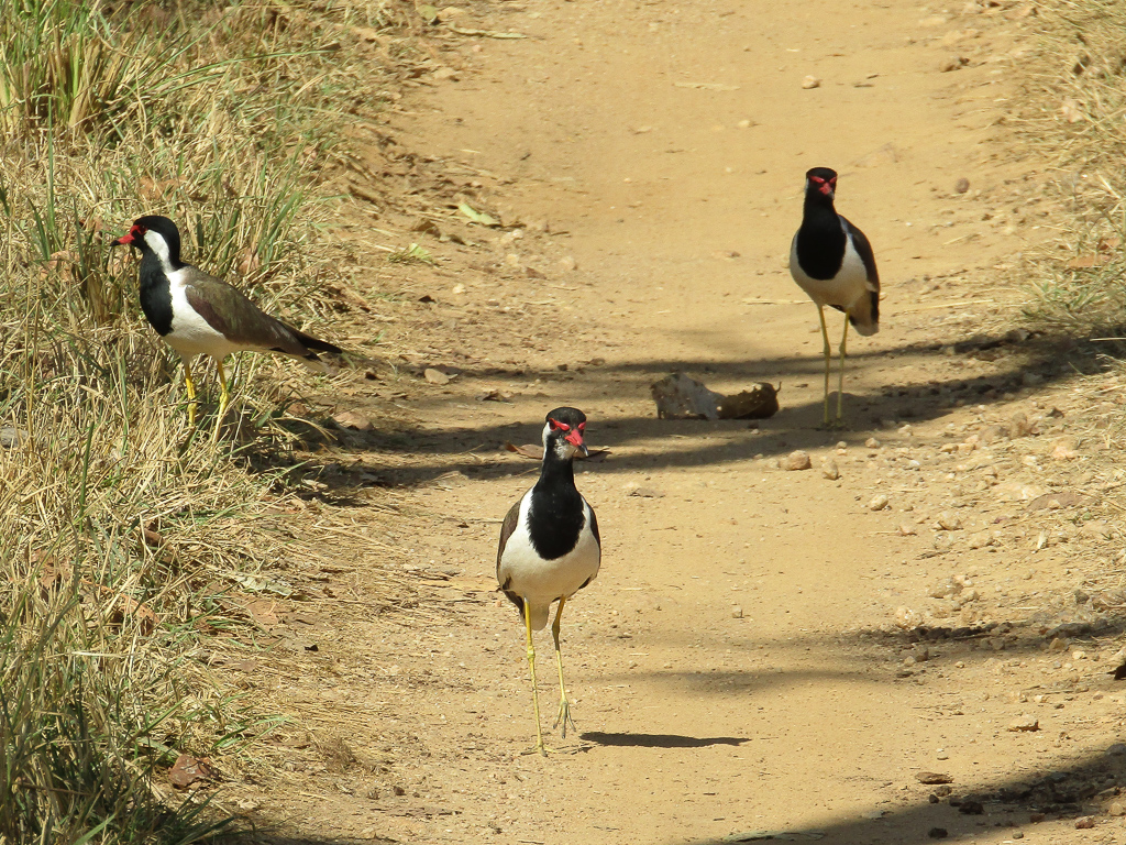 Red-wattled lapwings