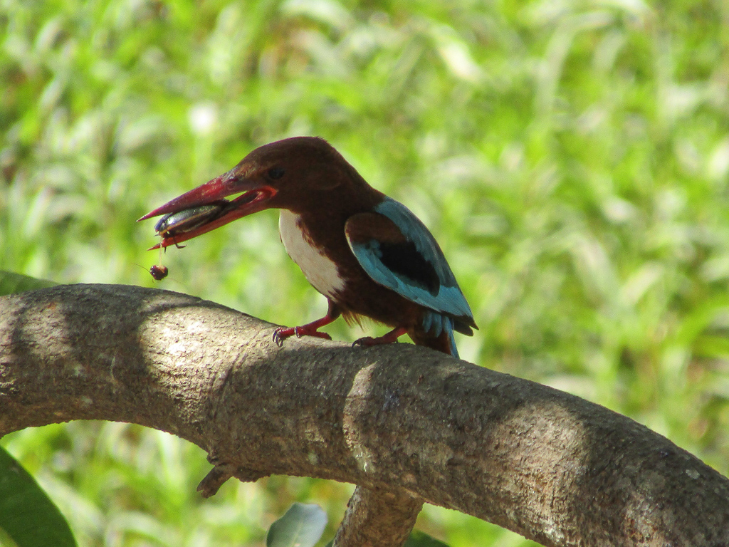 A white-breasted kingfisher with its meal