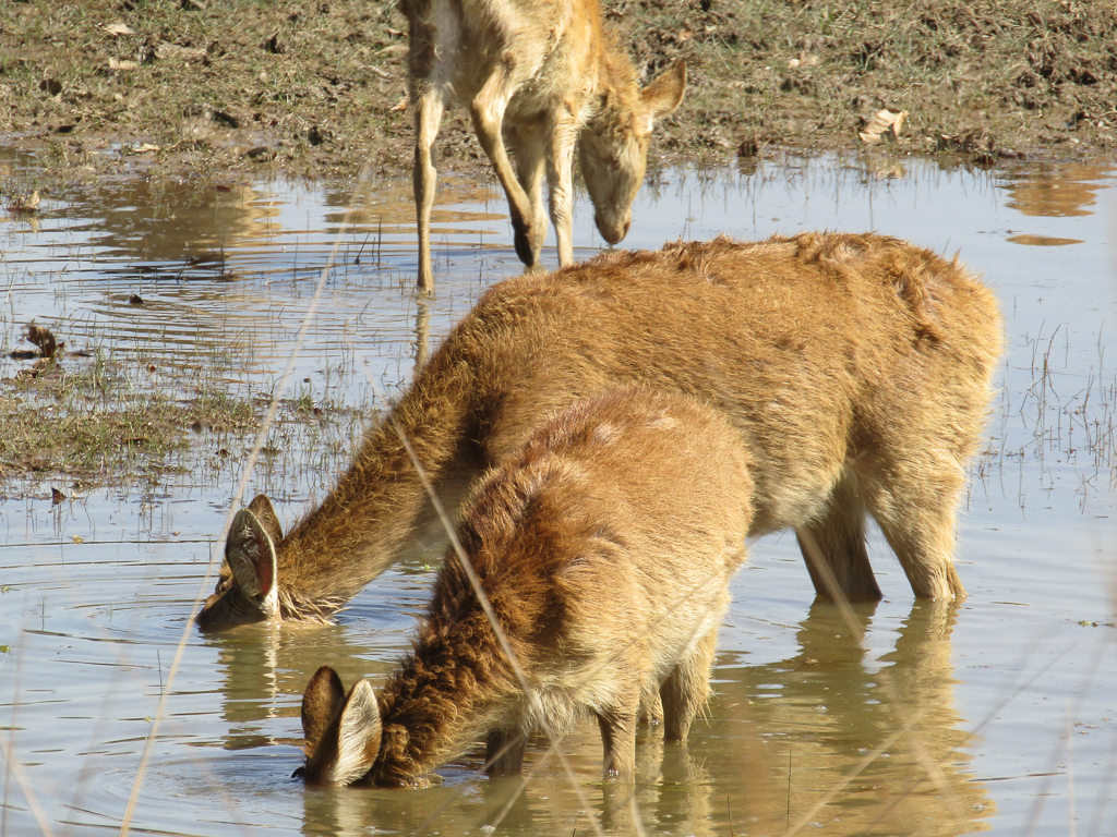 A female and juvenile hard-ground barasingha feeds on aquatic grass