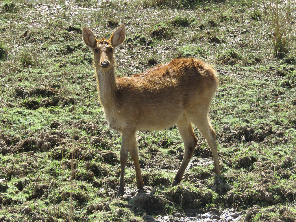 A female hard-ground barasingha at Kanha