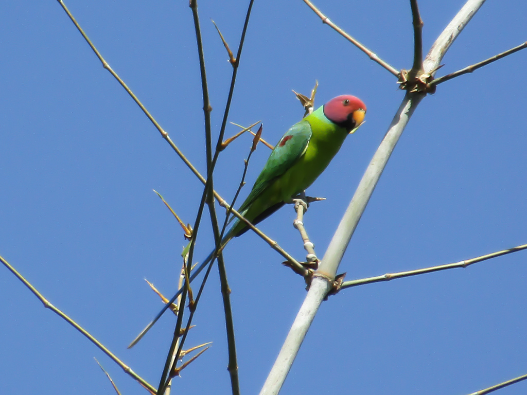 A male plum-headed parakeet