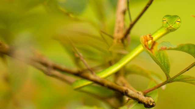 A vine snake in Agumbe, Karnataka