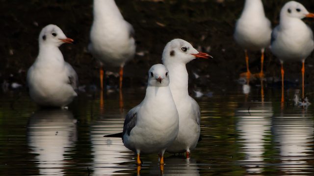 Assam is a birder's paradise