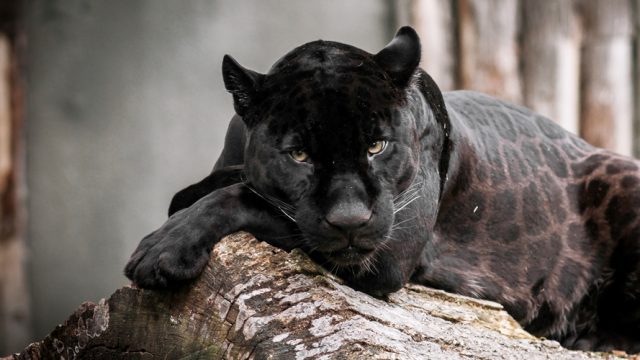 Black panther spotted in Odisha after two decades