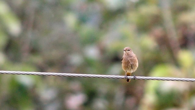 A female pied bushchat