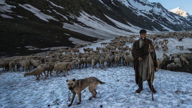 Bakarwals begin their day's journey early