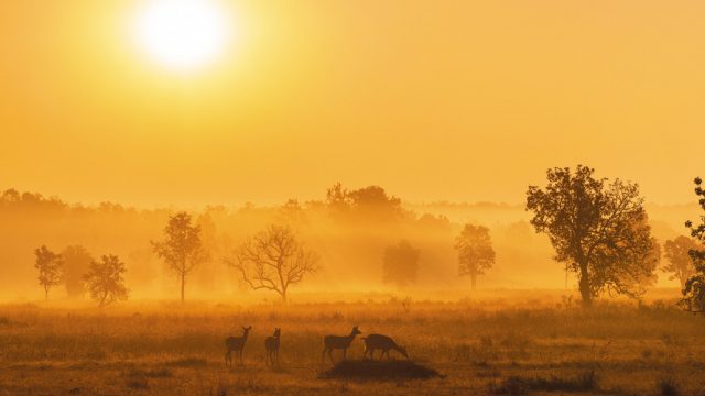 A herd of spotted deer at Kanha National Park