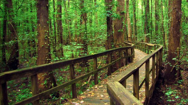 Interior of the Mahim Nature Park; credits: Crazy Holidays