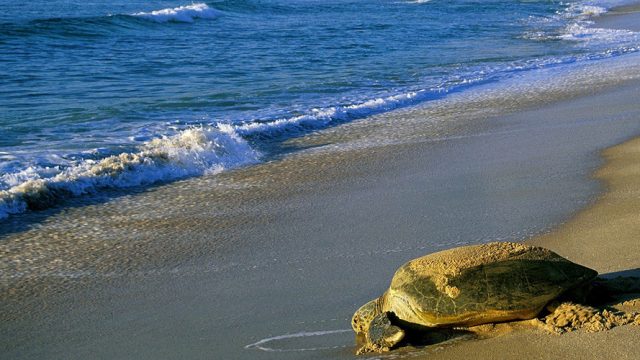 Spotted at the Ras-al-Jinz Turtle Reserve in Oman