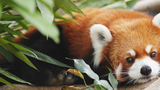 The endangered red panda