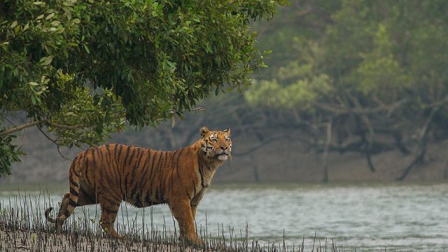 Royalty spotted at the Sunderbans