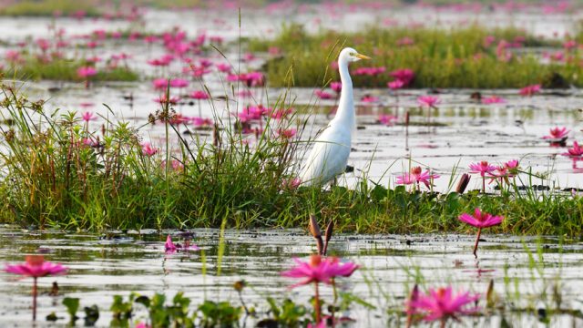 Chilika Lake is great for birding