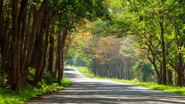 Roads that are used for safaris at the Bandipur National Park