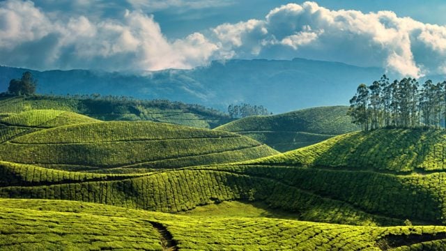 Munnar is spectacular during monsoon