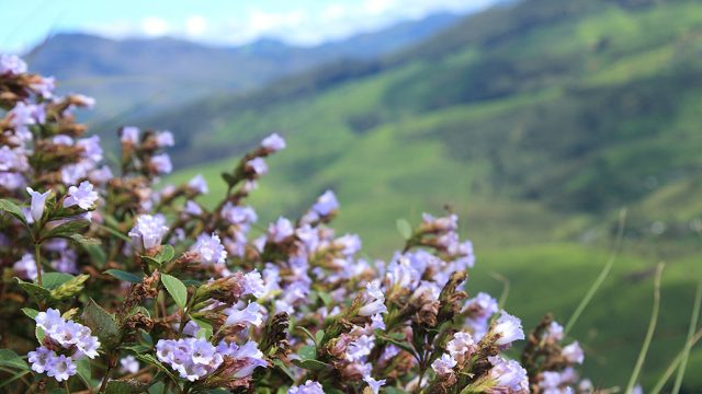 Neelakurinji bloom