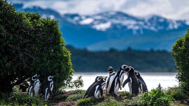 A penguin conference