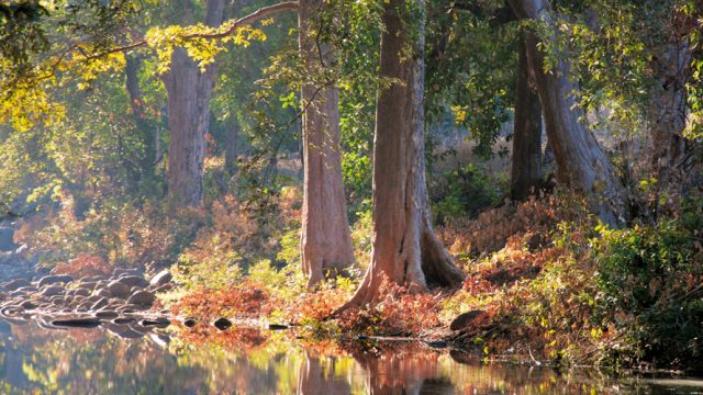 Old-growth trees stand regally next to a quiet stream in the Satpuras