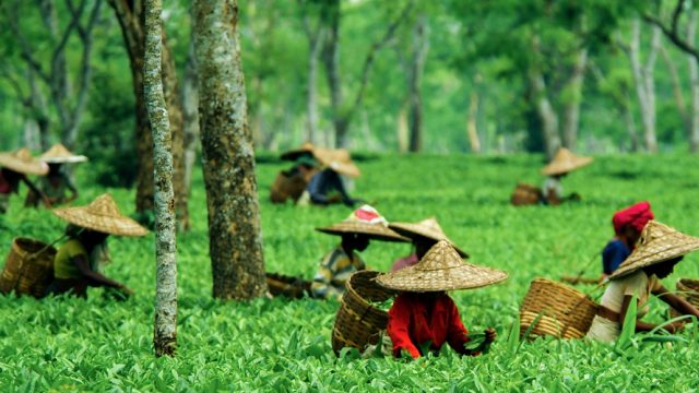 The Assamese tea plantations near Kaziranga are a popular location