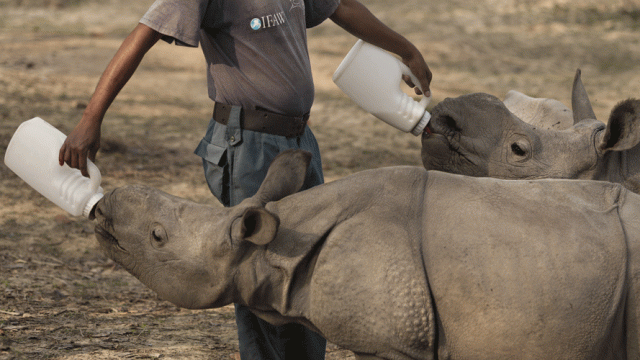 Baby rhinos in the CWRC section of the Kaziranga National Park being fed milk