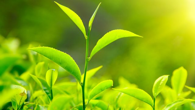 Young tea leaves ready to be picked