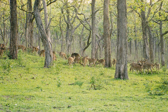 A ride through 3 states, 3 forests and a coffee estate