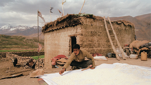 A man tends to his harvest at his home in a village in Spiti