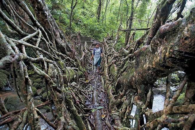 Walking on the root bridges in Meghalaya is an experience of a lifetime