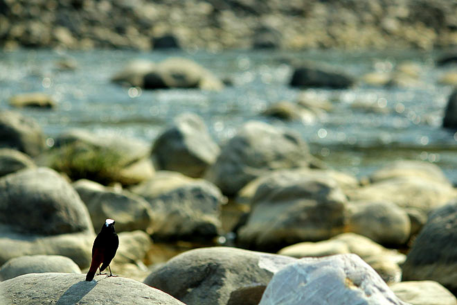 A white-capped redstart, poised on a rock, gazes placidly at the Kosi river