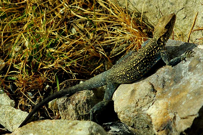 A Himalayan agama