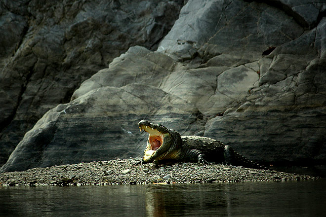 The lonely crocodile of Marchula is the only one that inhabits this stretch of the river. It's been here for more than a decade