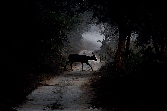 A sambar deer crosses a safari track in the misty grasslands of Dhikala at dawn