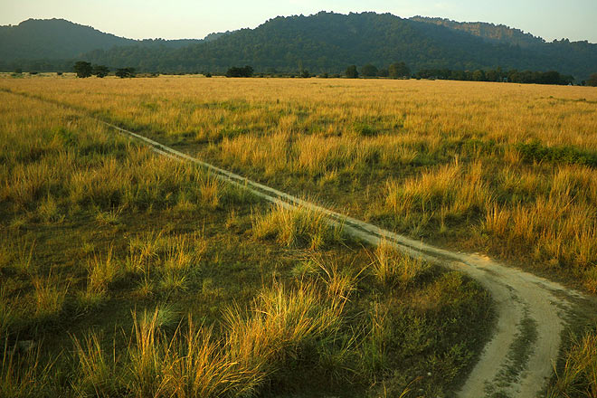 A track runs through the Dhela grasslands, home to a tigress and her cubs