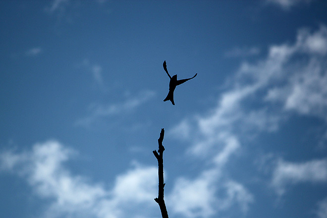 A black drongo takes flight