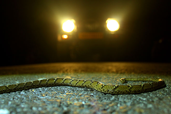 A cat snake lies on a tarmac track within Corbett