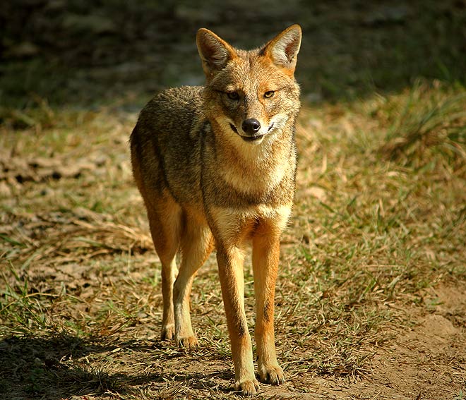 A jackal sports its brilliant winter coat, shimmering in the morning sun