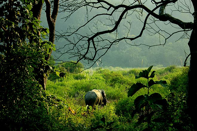 A wild Asiatic elephant ambles away into the thickets, looking for salt